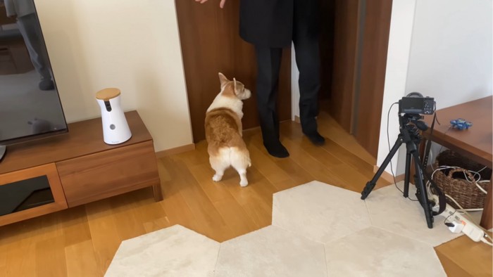 横を向く犬