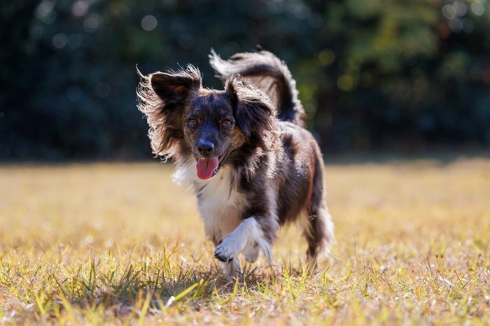 楽しそうに歩く犬