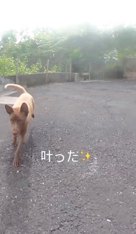 こんなに走れるように！