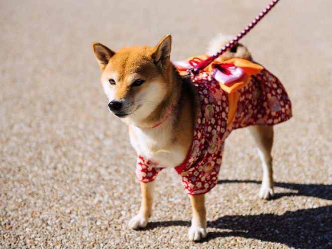 浴衣を着て散歩をしている柴犬