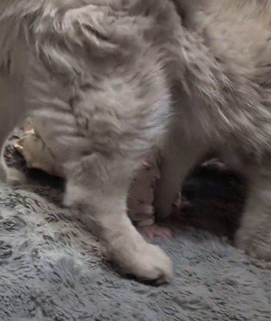 赤ちゃんの胸の下に自分の顔を入れる犬