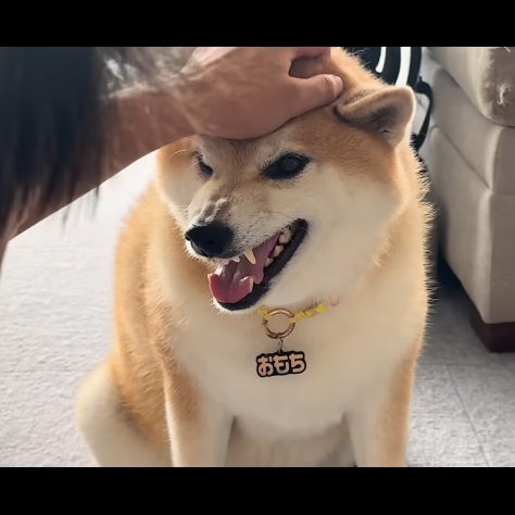 激おこの柴犬