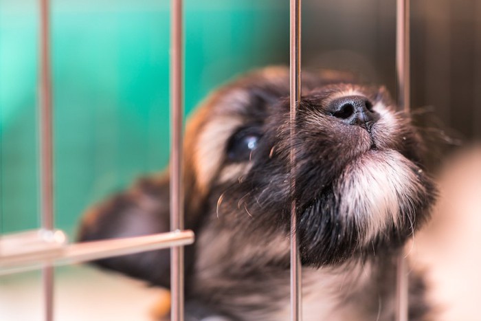 ケージの中から顔を出そうとする子犬