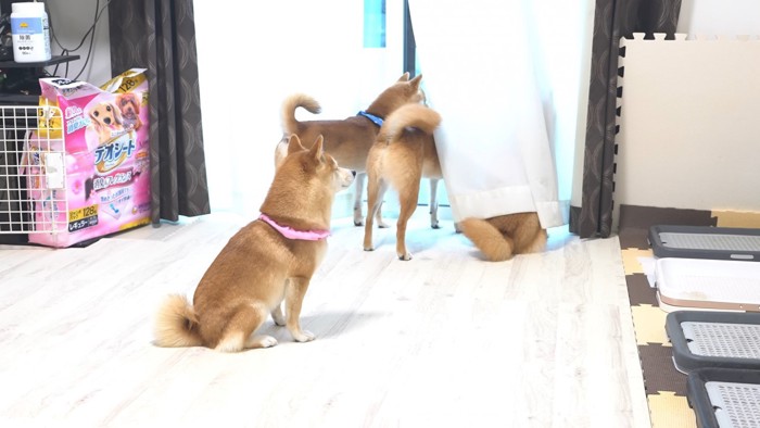 お兄ちゃんが帰省した時の豆柴4兄妹3