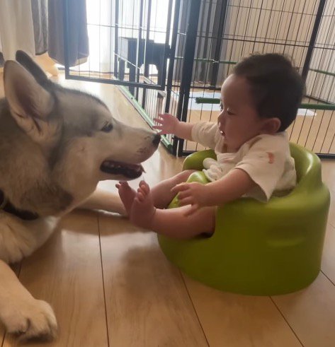犬に手を伸ばしてぐずる赤ちゃん