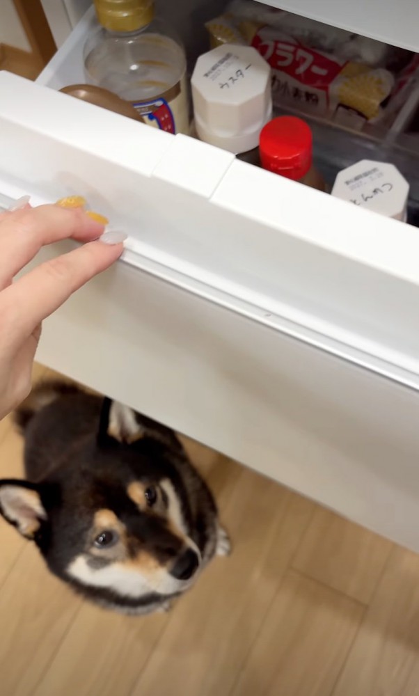 後ろに現れた柴犬