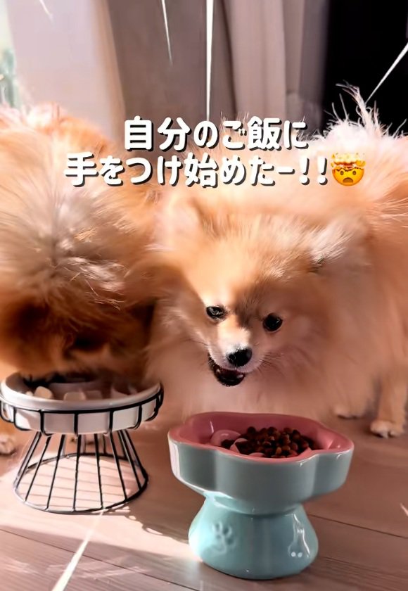 自分のご飯を食べ始めたテディ君