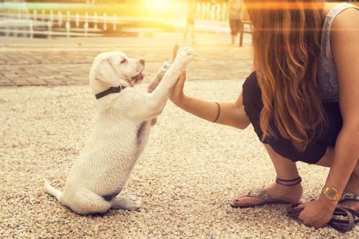 タッチする犬