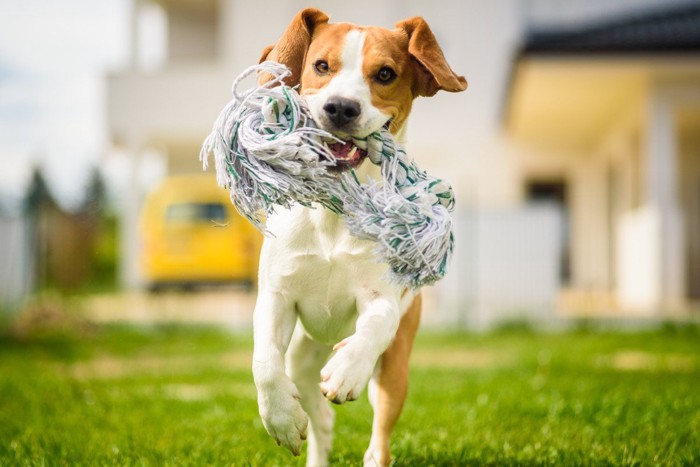 おもちゃをくわえて走る犬