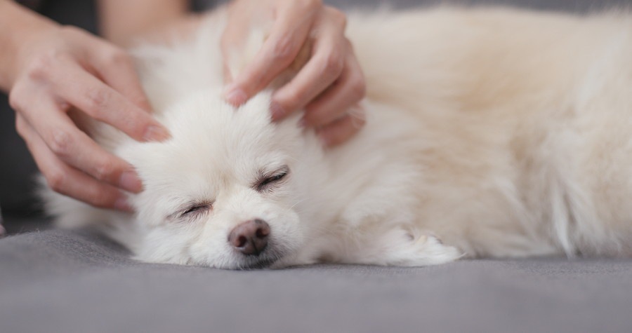 寝ながら耳を触れている犬