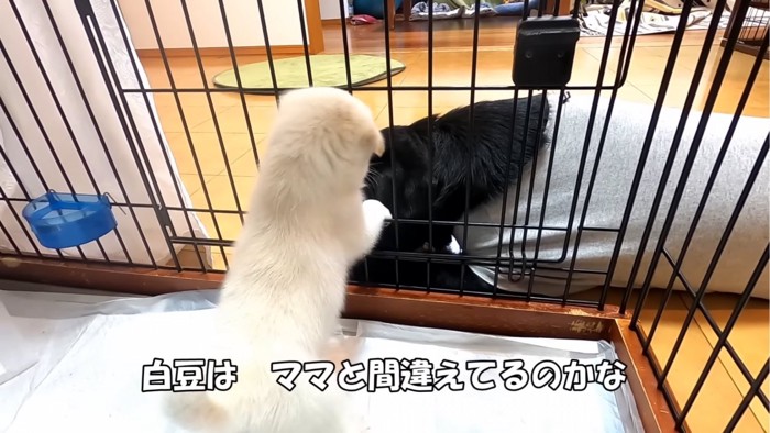 先住犬と子犬