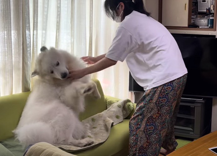 人の手を噛もうとする犬