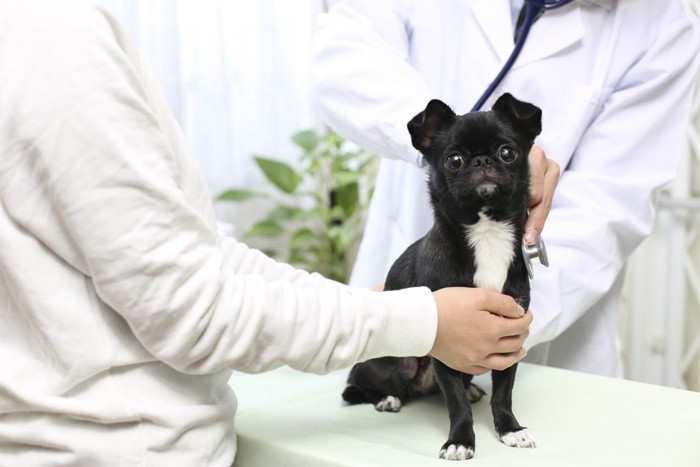 診察台でおすわりする犬