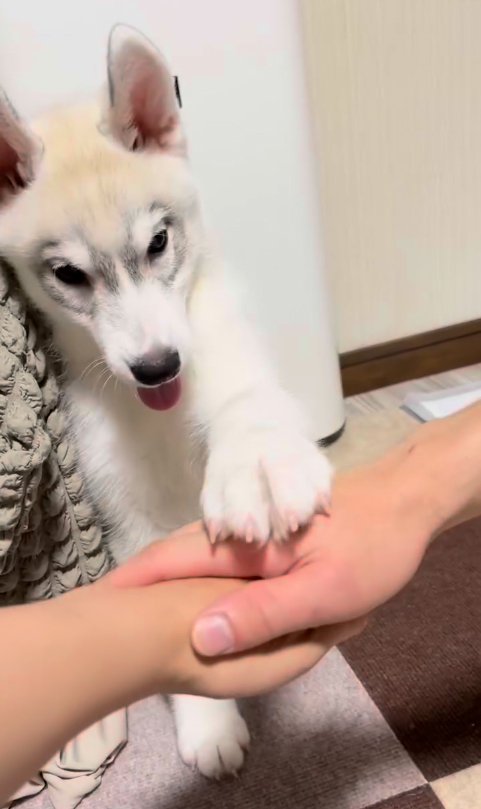 合わせた手に前足を乗せるハスキー犬