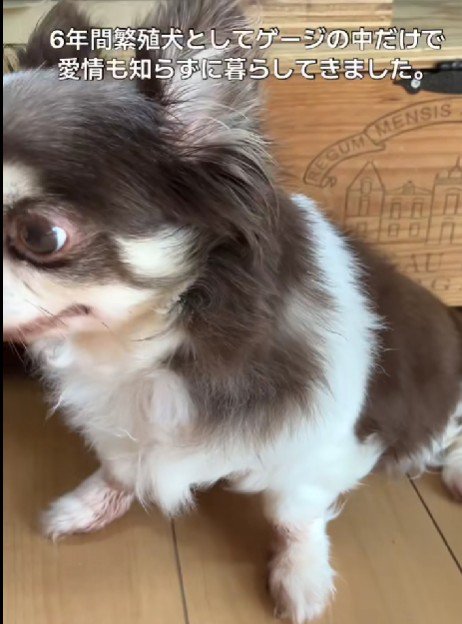 引退後に老夫婦と出会ったそう