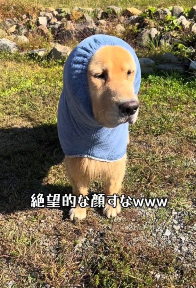 寂しそうな表情を浮かべる犬