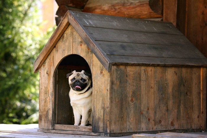 ハウスからこちらを見る犬