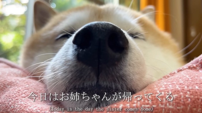 お姉ちゃんの帰省ドッキリ開始♪