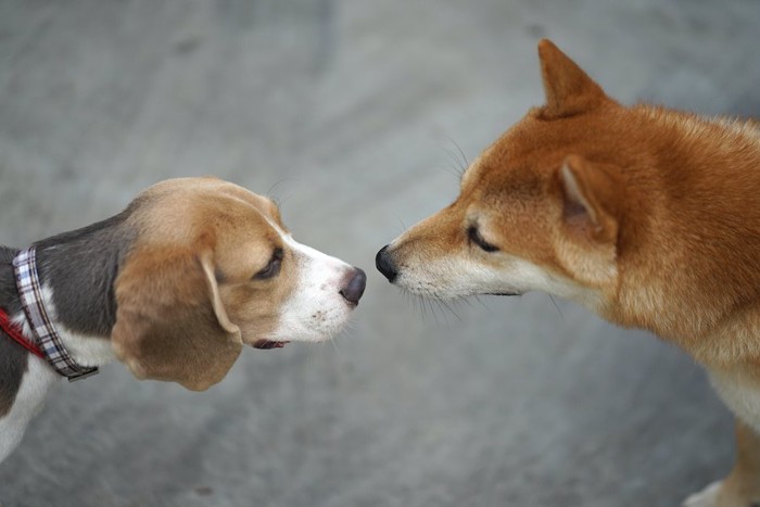 お互いの鼻と鼻を近づける犬