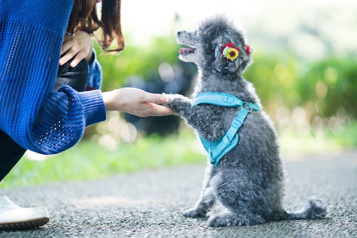 飼い主にお手をしているトイプードル