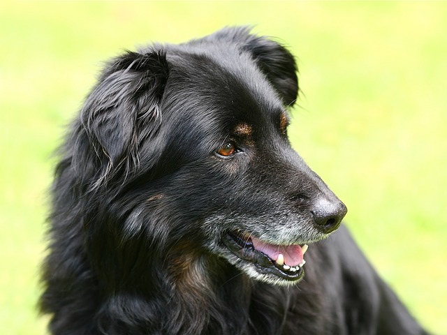 老化現象がみられる黒い犬