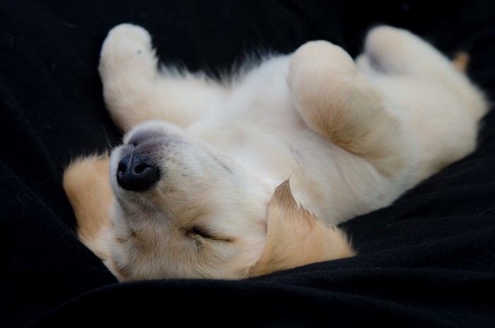 子犬のお昼寝