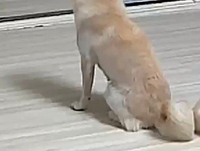 ペットカメラを確認したら…