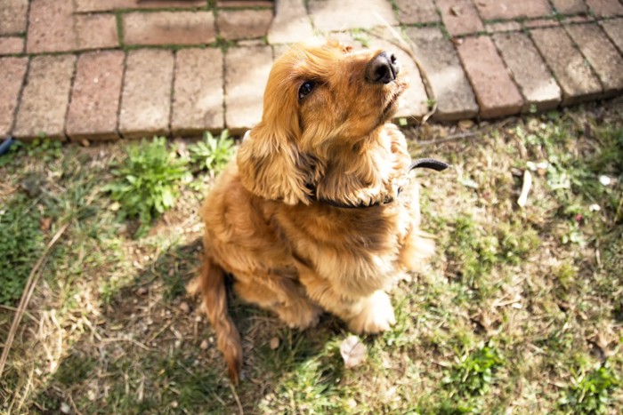 ボールで遊ぶ犬