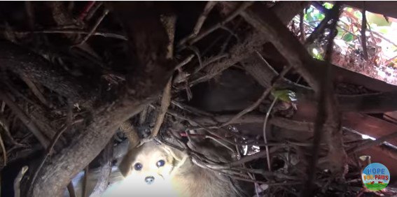 茂みの奥に隠れる子犬