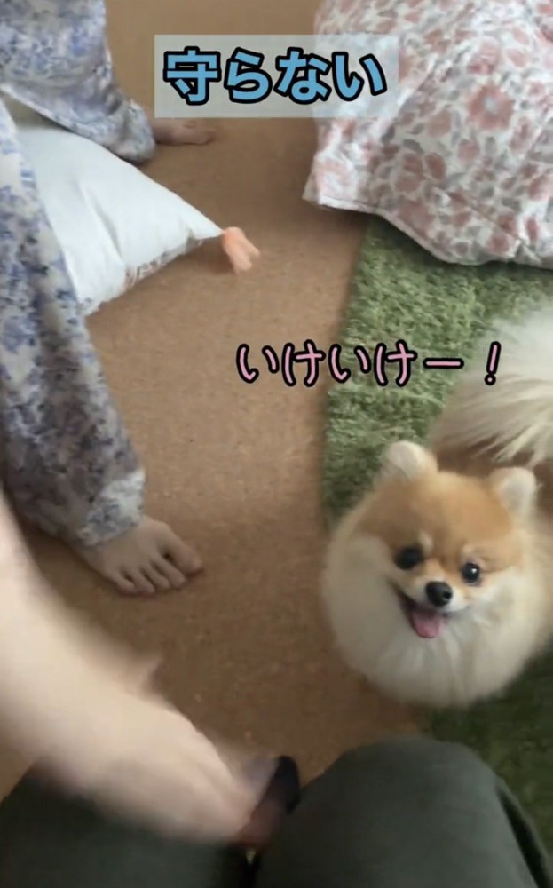 手が動いても静観する犬