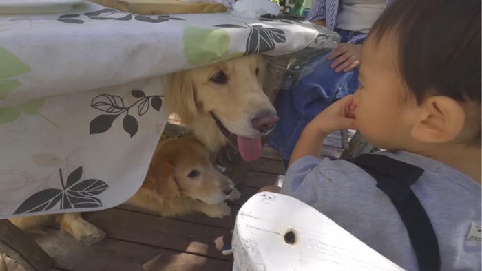 見つめ合う子供と2匹の犬