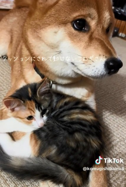 困り顔のこむぎさん