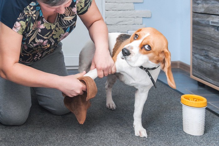 手を拭かれる犬