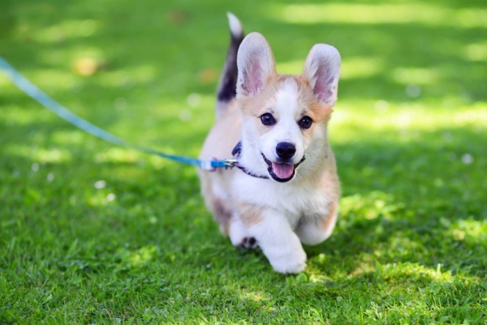 走り出した犬