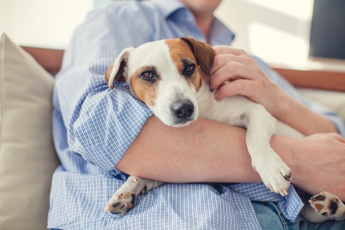 青いシャツを着た人に抱かれている犬