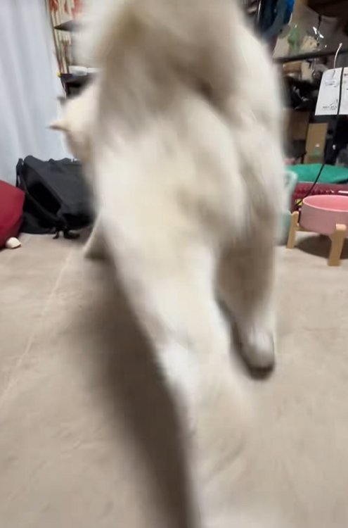 砂かけの仕草をする秋田犬