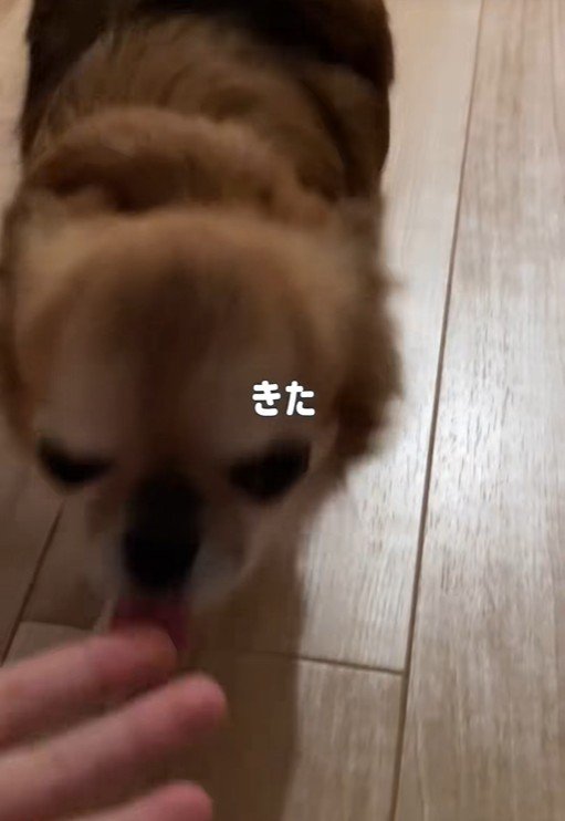 シアルちゃんを迎えた日5