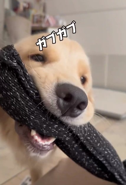 おもちゃで遊ぶ麹くん