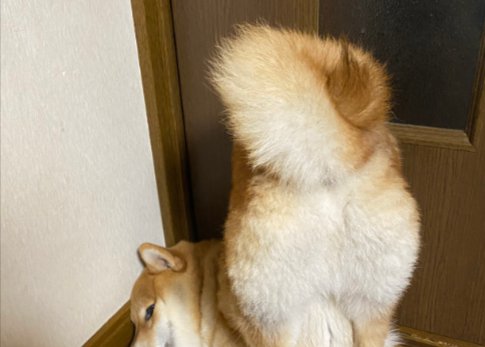 おしり