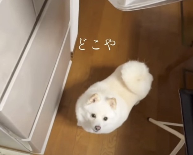 見つめる犬