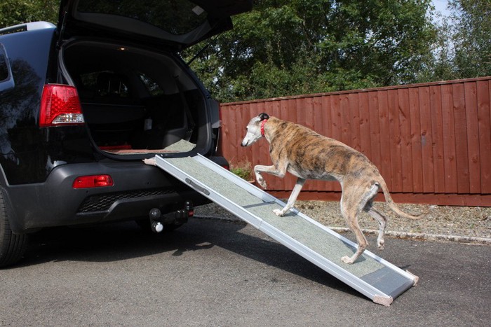 スロープを使って車に乗る犬