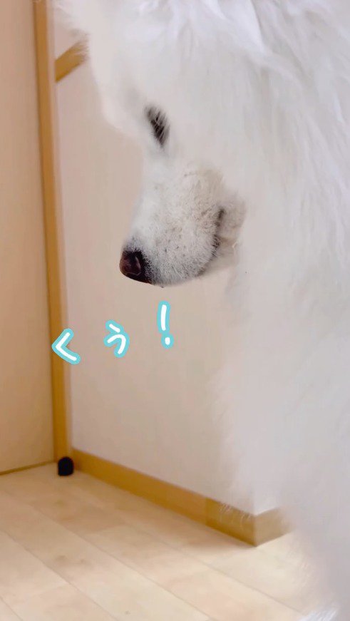 床を見つめる犬