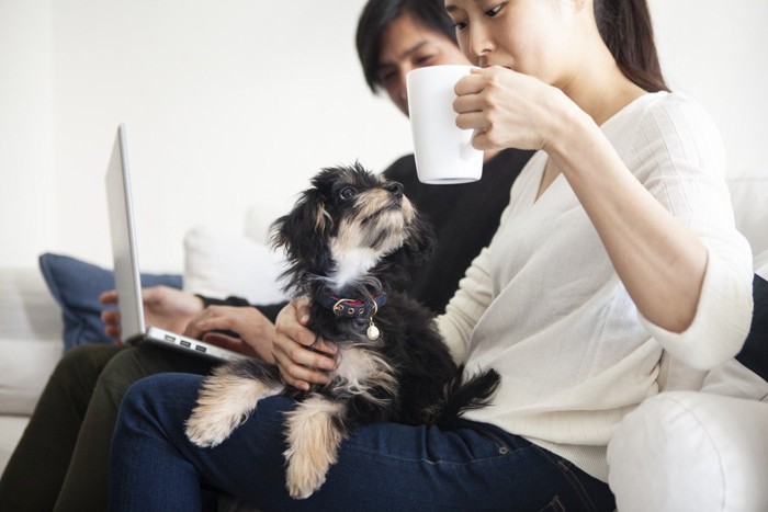 女性の膝の上で寛ぐ子犬