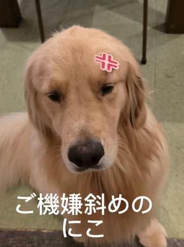 不機嫌な犬