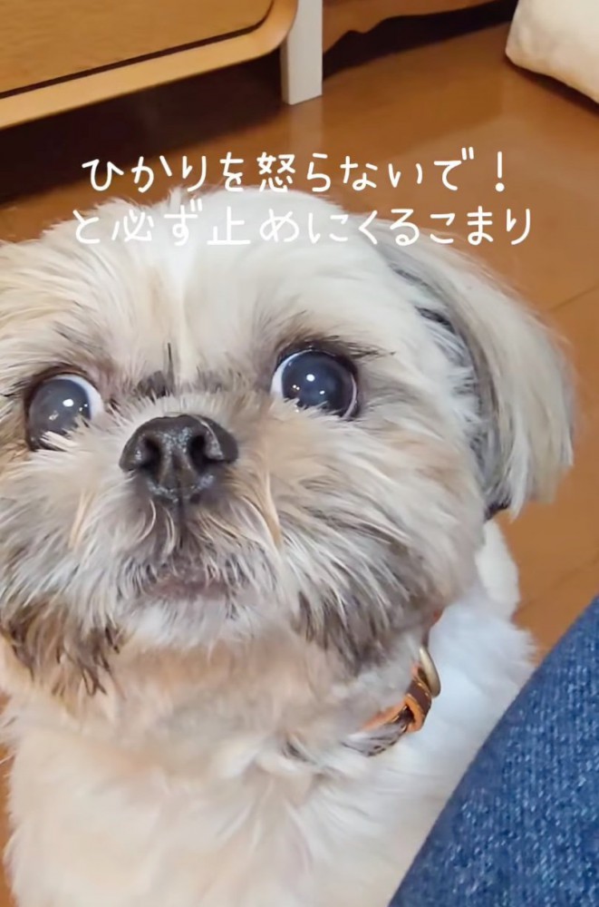 見つめてくる犬