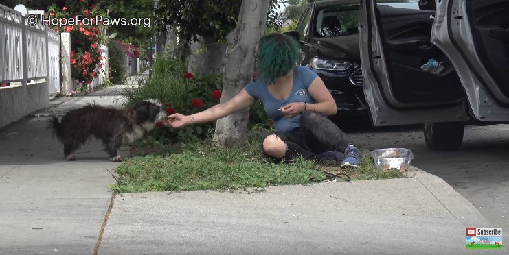 手から直接食べる犬