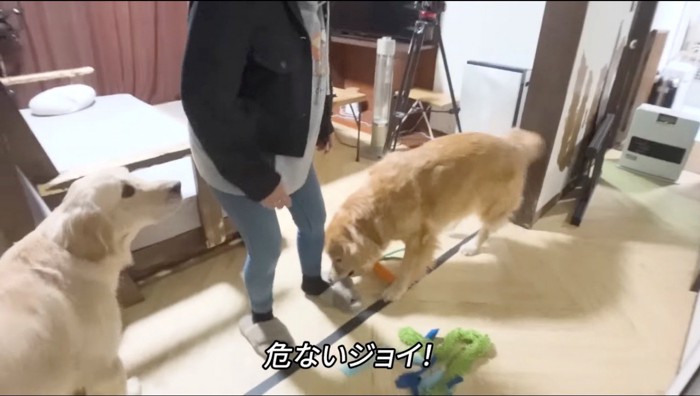 女性が履いているスリッパを持っていこうとする兄犬