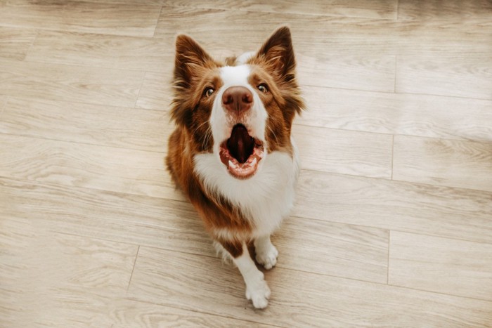 遠吠えする犬