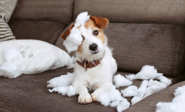 綿をいたずらする犬