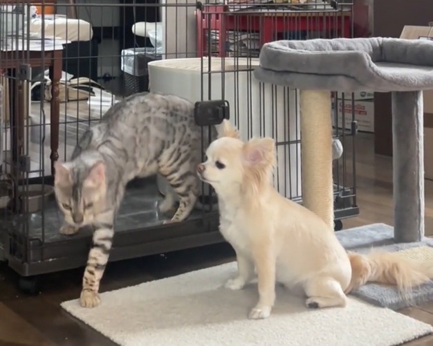 ケージから出る猫を待つ犬